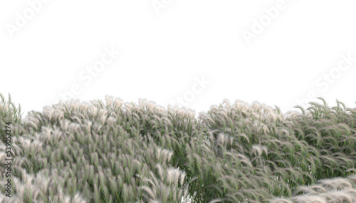 Feathergrass isolated grass clipping path meadow photo