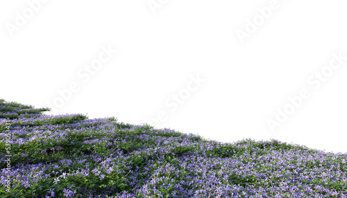 Grass and flowers field isolated meadow clipping path