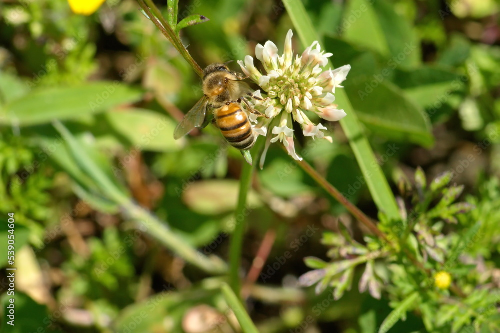 Honey bee on a white clover flower in Cotacachi, Ecuador Honey bee on a white clover flower in Cotacachi, Ecuador