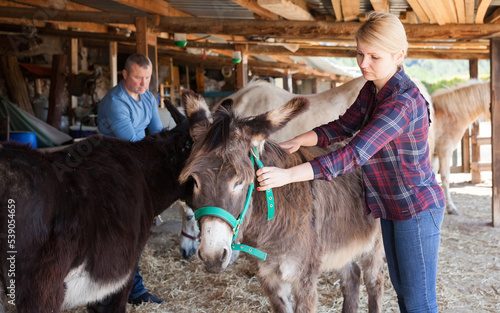 Portrait of female breeder working in stall, taking care of donkeys on farm ..