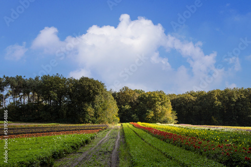 Autumn flower field and blue sky. Agriculture in Limburg, the Netherlands