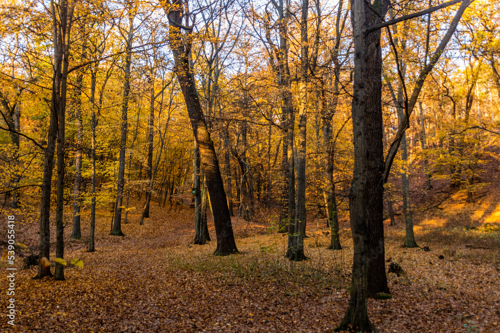 Fototapeta premium Autumn view of Kunraticky forest in Prague, Czech Republic