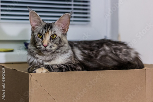 Portrait of a young Maine Coon cat