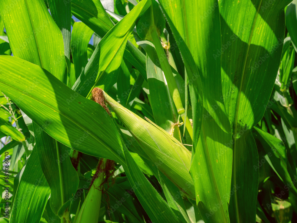 Corn planting field or cornfield, with details of its green color and unripe corn cobs Corn planting field or cornfield, with details of its green color and unripe corn cobs