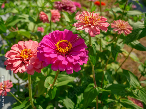 Colorful zinnias in a field of flowers on a sunny day