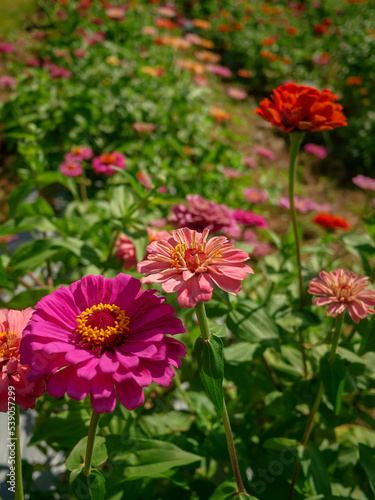 Colorful zinnias in a field of flowers on a sunny day