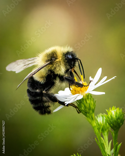 Valokuvatapetti Bumble bee on a flower