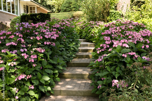 Pathway among beautiful hydrangea shrubs with violet flowers outdoors photo