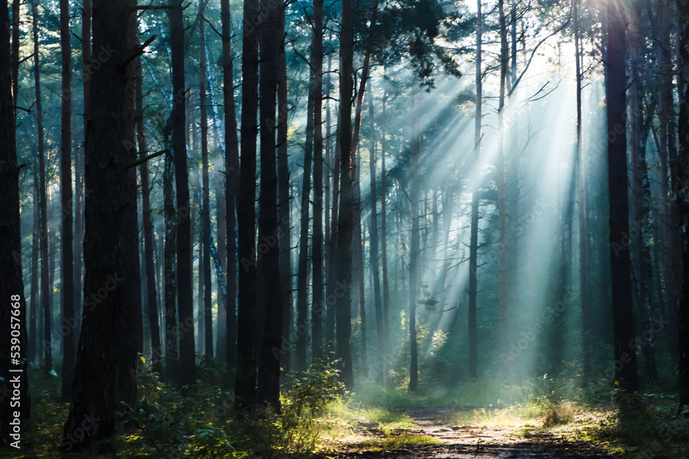 Obraz premium Majestic view of forest with sunbeams shining through trees in morning