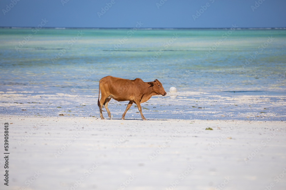 Young cow walking on a beautiful beach along the ocean Young cow walking on a beautiful beach along the ocean