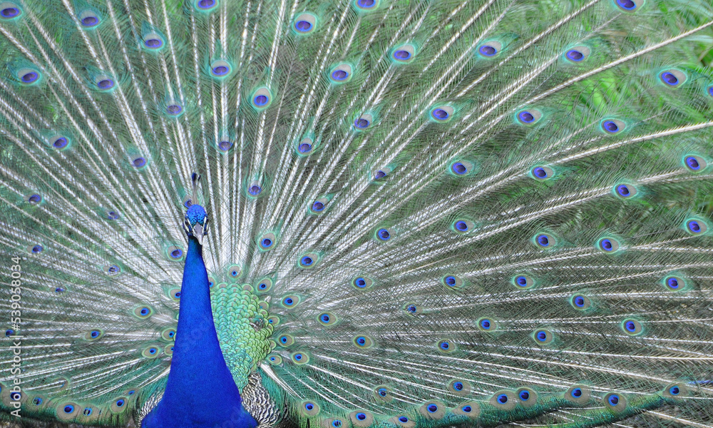 Obraz premium Close-up wild peacock with feathers displayed
