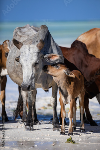 Little calf on the beach with his mother. Love between mother and baby.