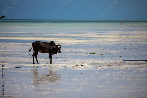 Young cows walking on a beautiful beach along the ocean © gorov