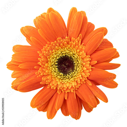 Orange gerbera flower isolated on transparent background