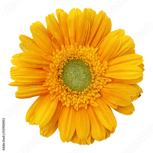 Yellow gerbera flower isolated on transparent background