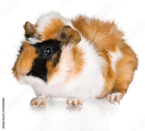 Cute guinea pig on a white background