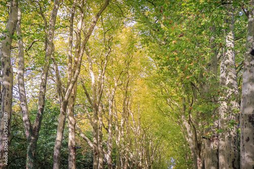 Alley lined in a row with ancient oak trees landscape in France Countryside
