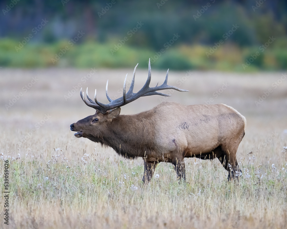 A bugling Bull Elk during the annual rut A bugling Bull Elk during the annual rut