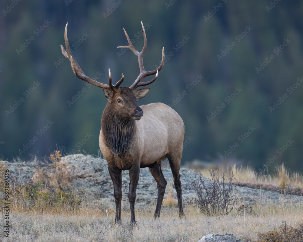 A Bull Elk during the annual rut A Bull Elk during the annual rut