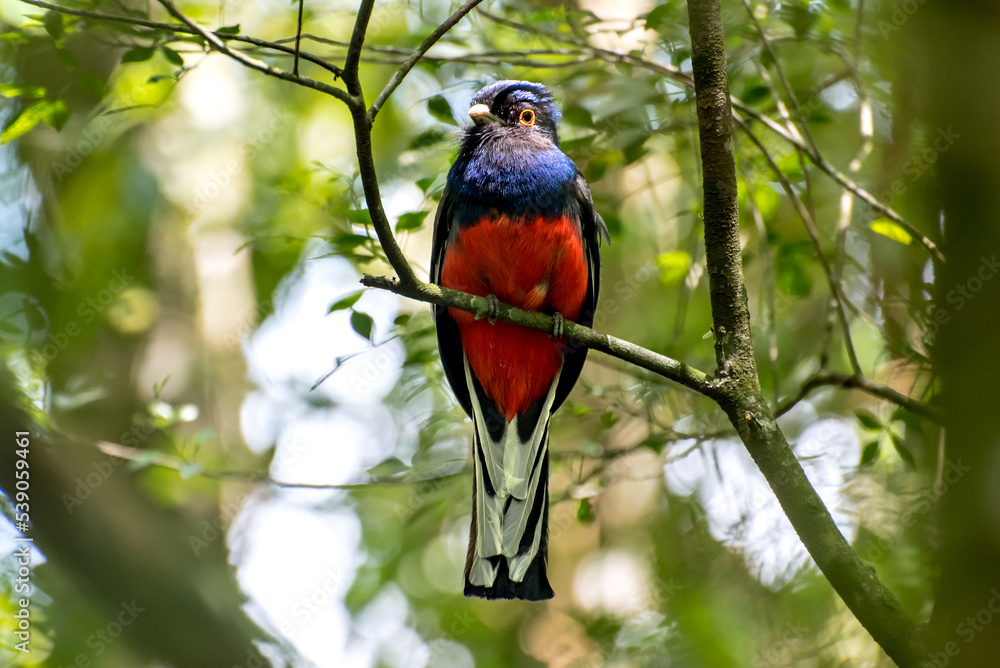 Beautiful red and blue bird Surucua Trogon (Trogon surrucura) in forest in Brazil Beautiful red and blue bird Surucua Trogon (Trogon surrucura) in forest in Brazil