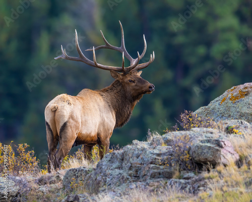 A Bull Elk during the annual rut
