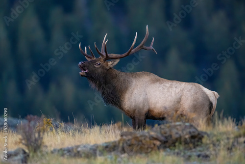 A bugling Bull Elk during the annual rut