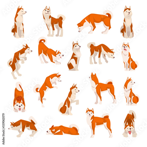 Shiba Inu as Japanese Breed of Hunting Dog with Prick Ears and Curled Tail in Different Pose Big Vector Set