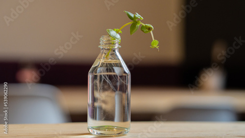 Fotografie Botella de vidrio transparente con agua y una pequeña planta de hojas verdes cre