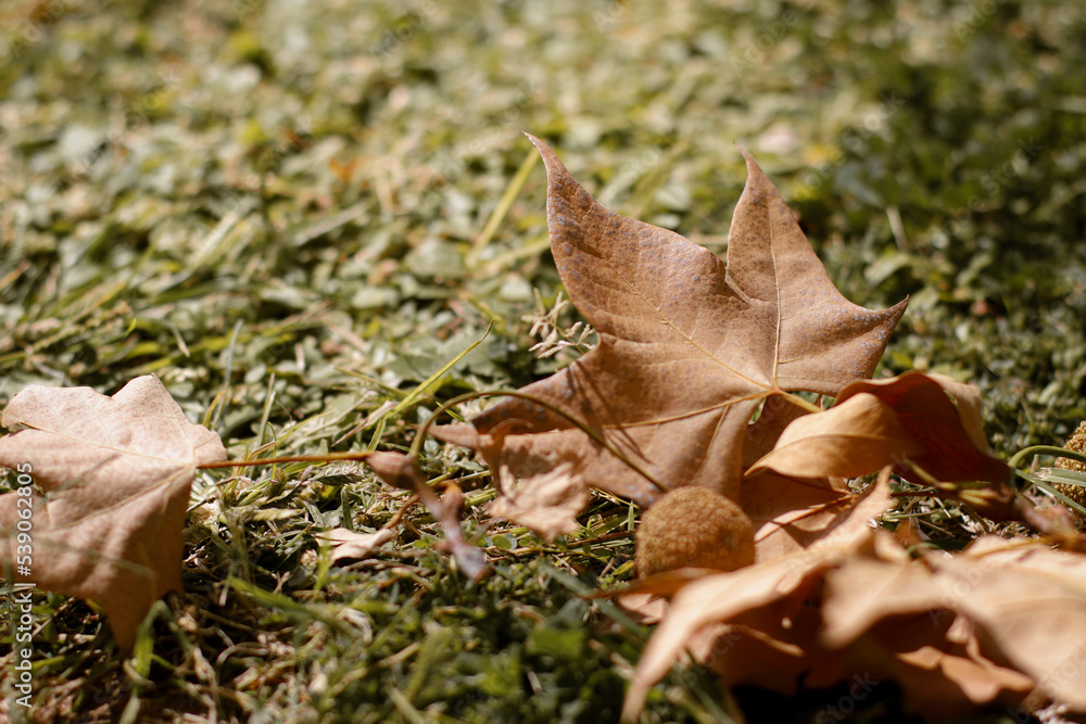 close up of chestnut in golden leaves on the ground close up of chestnut in golden leaves on the ground