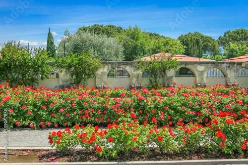 Obraz na płótnie Idyllic public park with roses at springtime in Lazise, Lake Garda, Italy w salonie