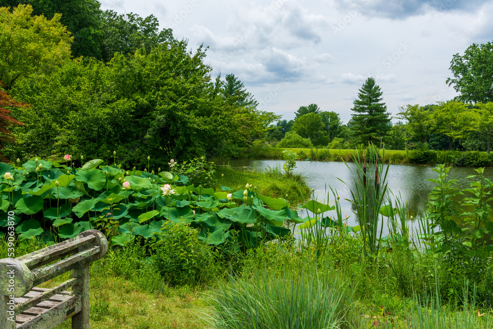 A beautiful vista overlooking a pond with lotus plants just beginning to bloom in Meadowlark Botanical Garden.