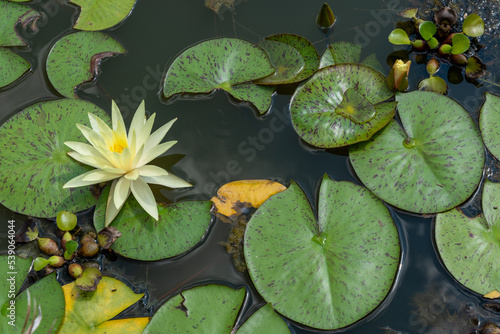 A white water lily in bloom in the middle of green lilypads with water collecting in their leaves.