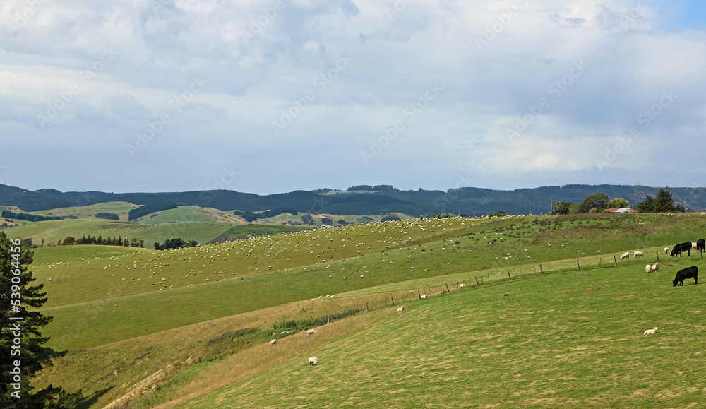 Landscape with sheep, New Zealand Landscape with sheep, New Zealand