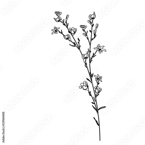 Outline Flower on Branch with Leaves. Floral Illustration. Hand drawn continuous line wild elegant herb. Modern botanical rustic greenery.