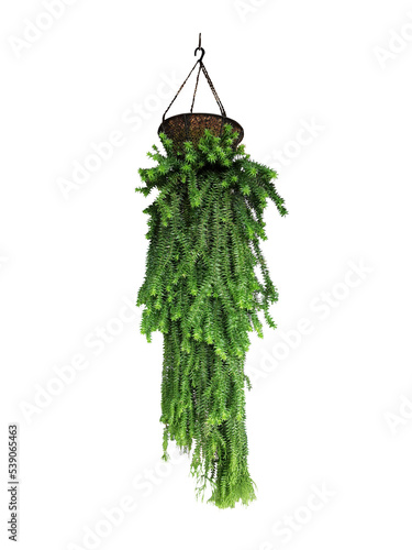 ivy tree isolated
