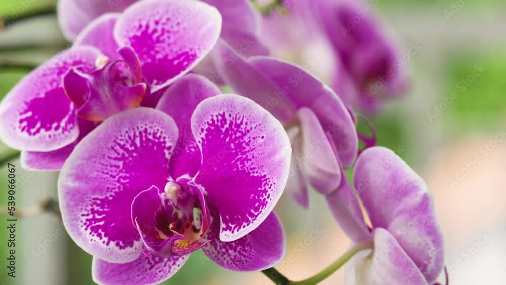 Closed up of a moth orchid or moon orchid that is blooming in purple with white edges Closed up of a moth orchid or moon orchid that is blooming in purple with white edges