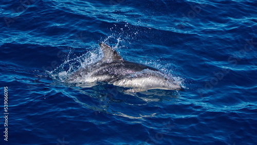 Dusky dolphin (Lagenorhynchus obscurus) in the Atlantic Ocean, off the coast of the Falkland Islands