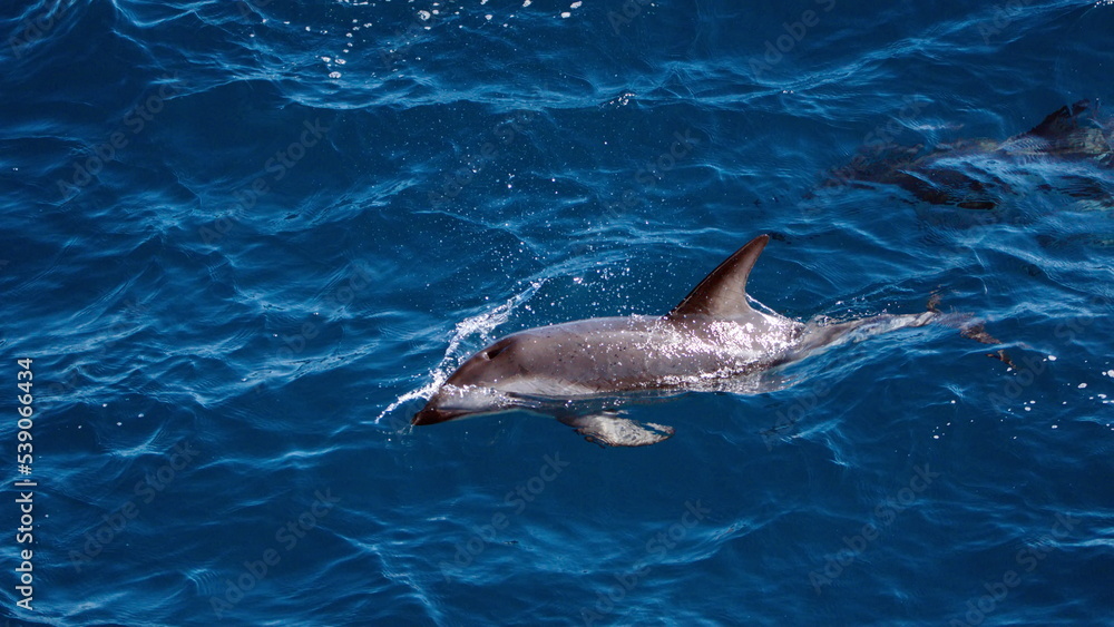 Obraz premium Dusky dolphin (Lagenorhynchus obscurus) in the Atlantic Ocean, off the coast of the Falkland Islands