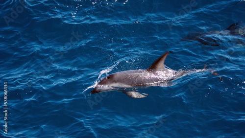 Dusky dolphin  Lagenorhynchus obscurus  in the Atlantic Ocean  off the coast of the Falkland Islands