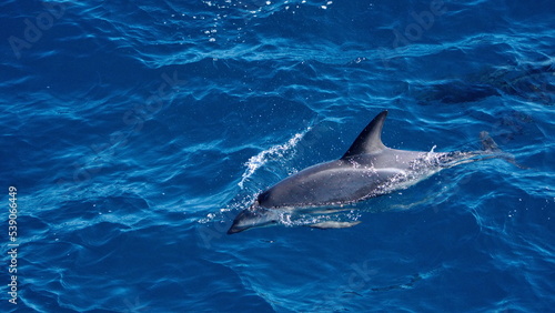 Dusky dolphin (Lagenorhynchus obscurus) in the Atlantic Ocean, off the coast of the Falkland Islands © Angela