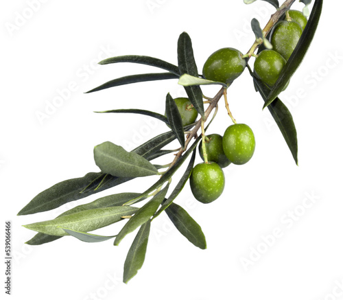 Obraz na plátně Olive Branch