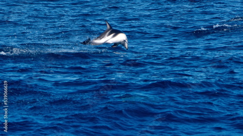 Dusky dolphin (Lagenorhynchus obscurus) jumping out of the water in the Atlantic Ocean, off the coast of the Falkland Islands