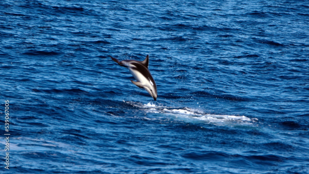 Fototapeta premium Dusky dolphin (Lagenorhynchus obscurus) jumping out of the water in the Atlantic Ocean, off the coast of the Falkland Islands