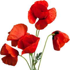 Poppy flowers isolated on a white background