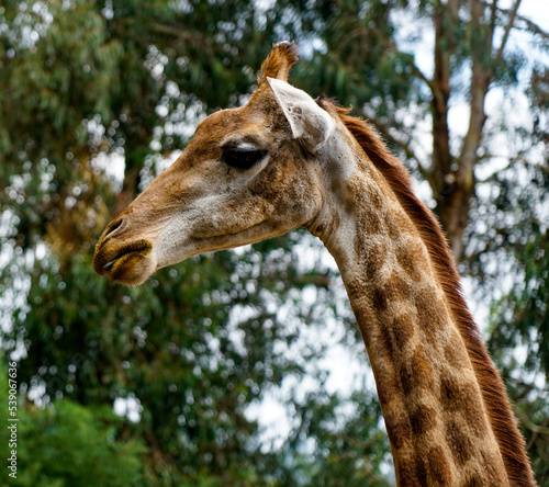 close up of a giraffe © wen