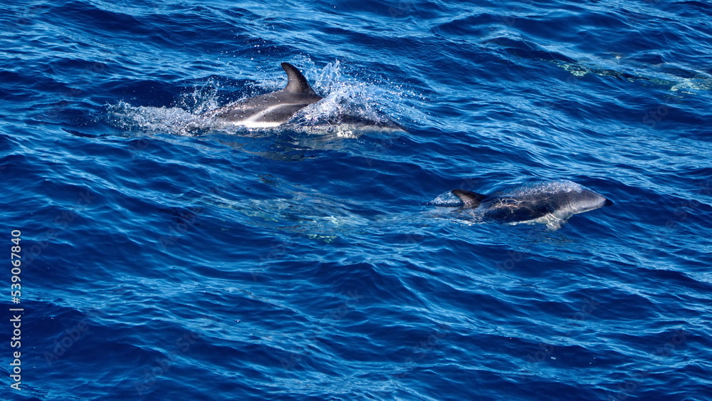 Fototapeta premium Dusky dolphins (Lagenorhynchus obscurus) in the Atlantic Ocean, off the coast of the Falkland Islands