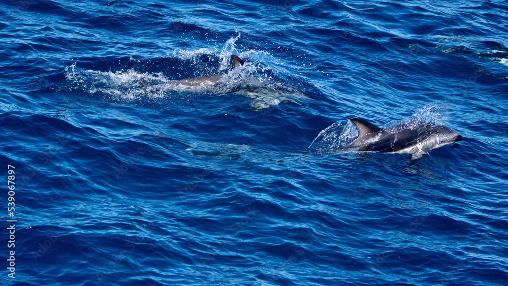Fototapeta premium Dusky dolphins (Lagenorhynchus obscurus) in the Atlantic Ocean, off the coast of the Falkland Islands