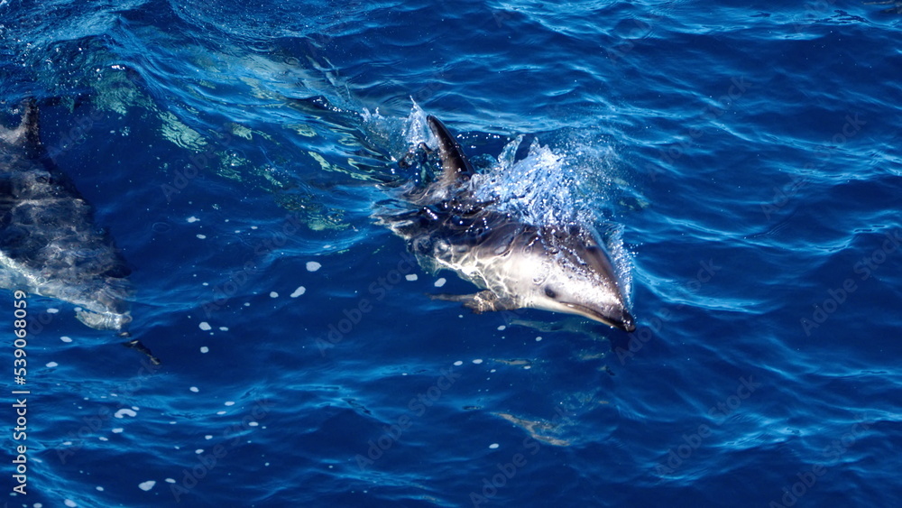 Naklejka premium Dusky dolphin (Lagenorhynchus obscurus) in the Atlantic Ocean, off the coast of the Falkland Islands