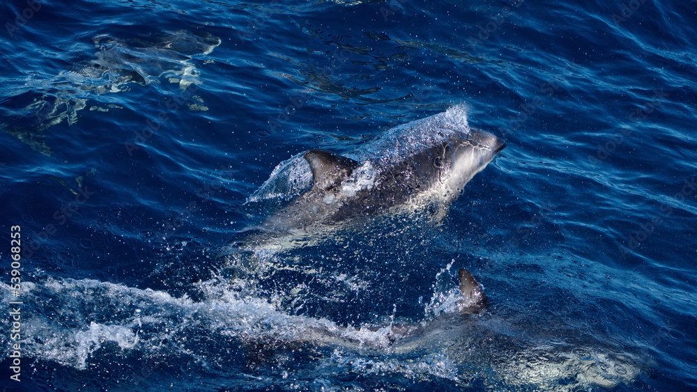 Naklejka premium Dusky dolphin (Lagenorhynchus obscurus) in the Atlantic Ocean, off the coast of the Falkland Islands