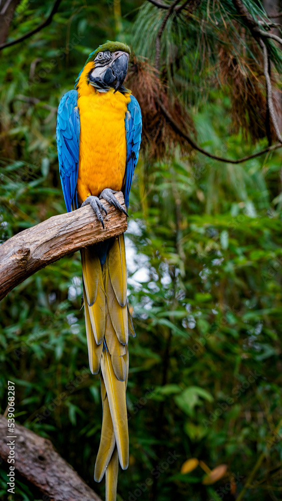 Obraz premium blue and yellow macaw